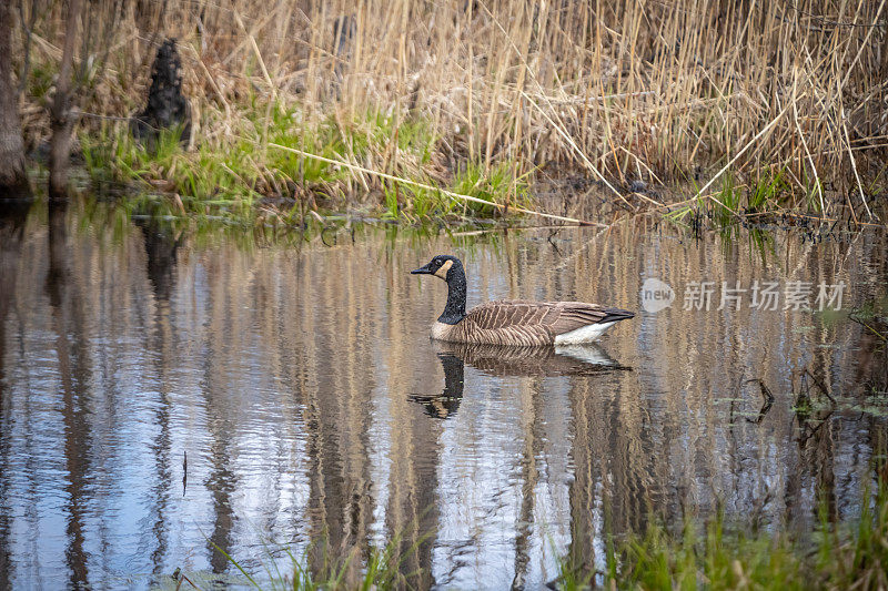 加拿大鹅，加拿大大鹅，(Branta canadensis)，加拿大鹅。